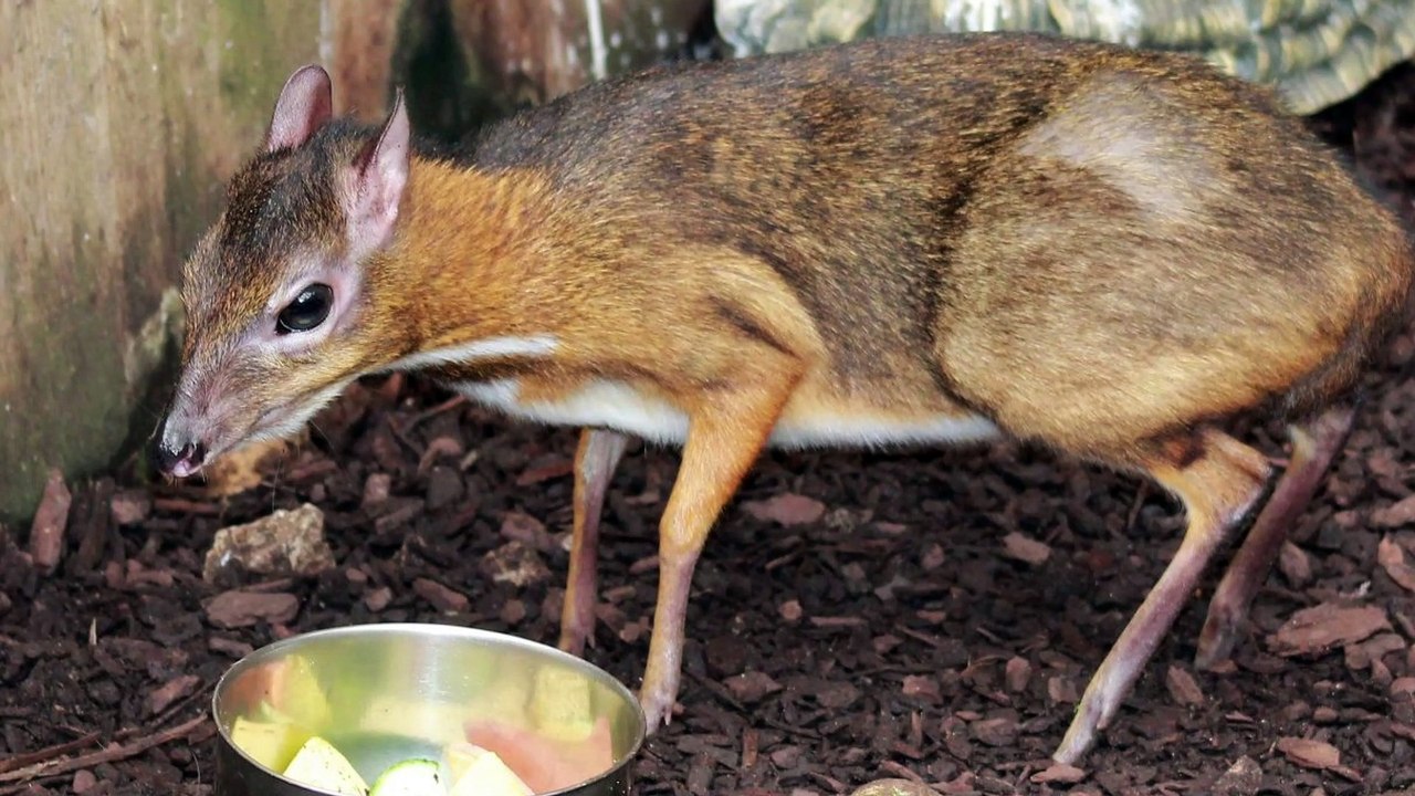 Le chevrotain au dos argenté dit "la souris-cerf" refait surface après 30 ans d’absence