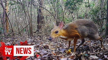 Mouse deer rediscovered in Vietnam after nearly 30 years