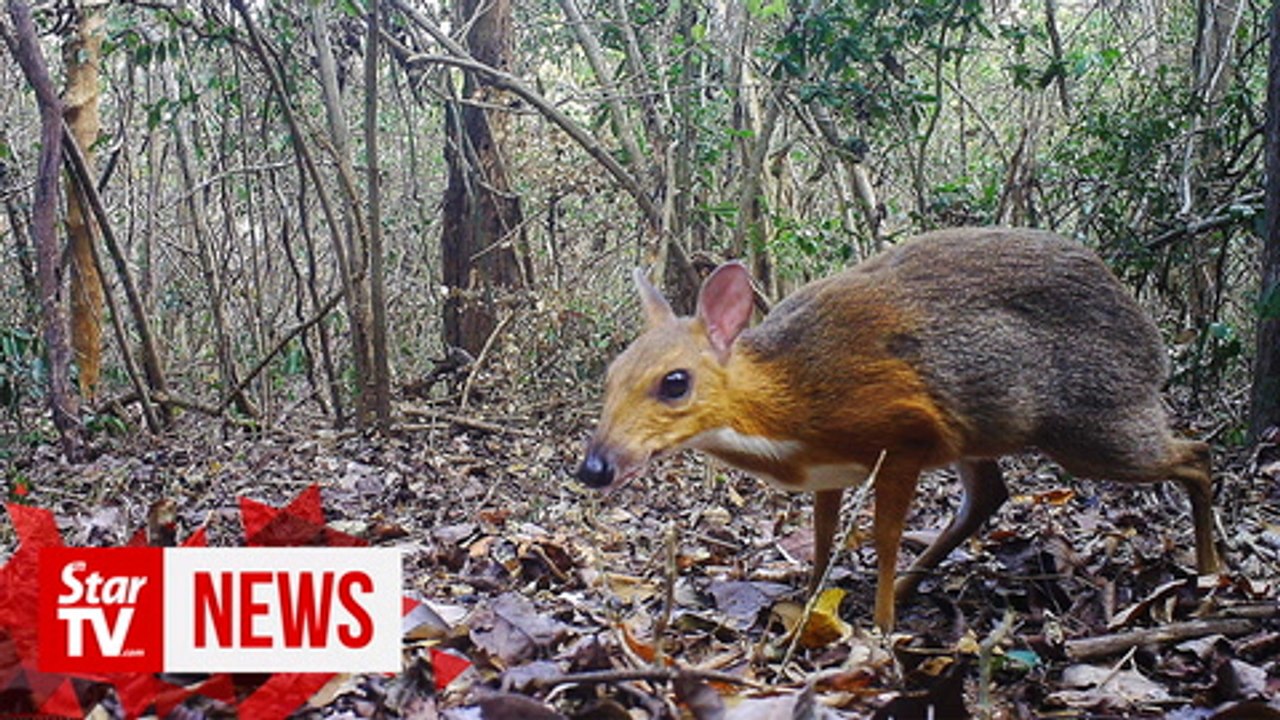 Mouse deer rediscovered in Vietnam after nearly 30 years