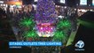 Californie : le plus grand sapin de Noël naturel au monde vient d’être installer