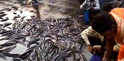 Download Video: Truck carrying fish topples in Kanpur, crowd loses control