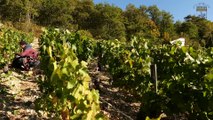 Vignoble DAMPT FRERES - septembre 2019