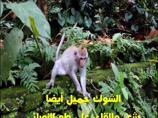 الشوك جميل أيضا، شعر وإلقاء: علي طه النوباني