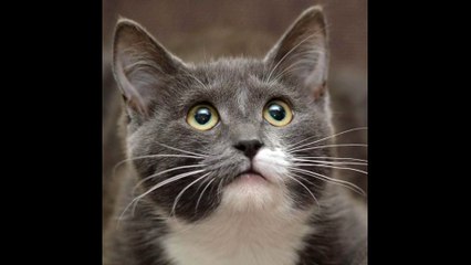 NAO ATIRE O PAU NO GATO TO TO