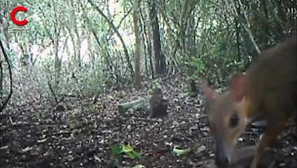 30 yıl sonra yeniden görüntülendi