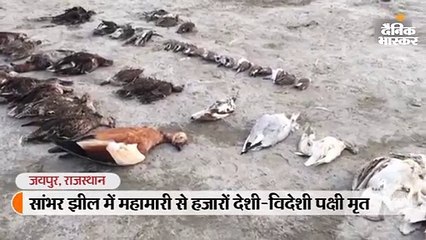 खारे पानी की सबसे बड़ी सांभर झील में महामारी से हजारों देशी-विदेशी पक्षी मृत