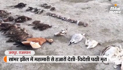 सांभर झील में महामारी से हजारों देशी-विदेशी पक्षी मृत