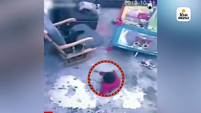 બિલાડીએ જીવના જોખમે 1 વર્ષના બાળકનો જીવ બચાવ્યો, NGOએ બિલાડીને દત્તક લેવાની વાત કરી