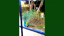 Very beautiful peacock dance.