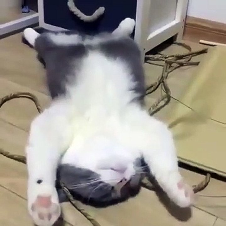 The snoaring cat