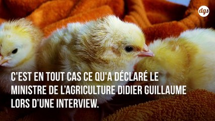 Le broyage des poussins mâles devrait enfin être interdit en France d'ici la fin de l'année 2021