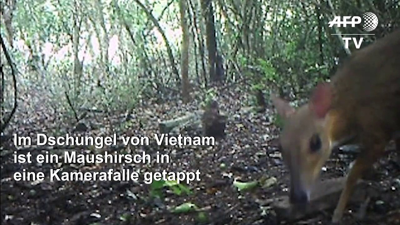 Erstmals wieder Maushirsch in Vietnam gesichtet