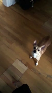 Première neige : ce chien fonce dedans.. et rentre aussi vite !