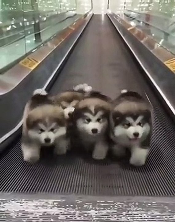 Ces 4 chiots marchent non-stop sur l'escalator en sens inverse !