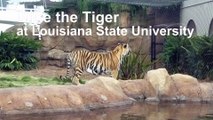 Mike the Tiger at Louisiana State University