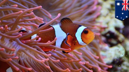 Clownfish use UV light vision under the sea: Study