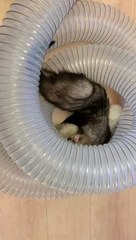 Ferrets Race Through Plastic Pipe