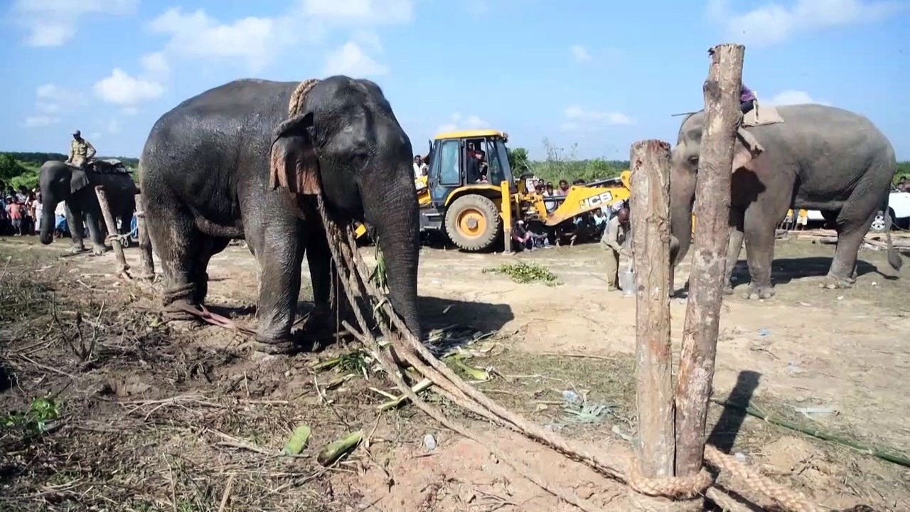 Indischer 'Killer'-Elefant wird umgesiedelt