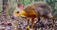Pour la première fois depuis 30 ans, une « souris-cerf » a été aperçue à l'état sauvage au Vietnam