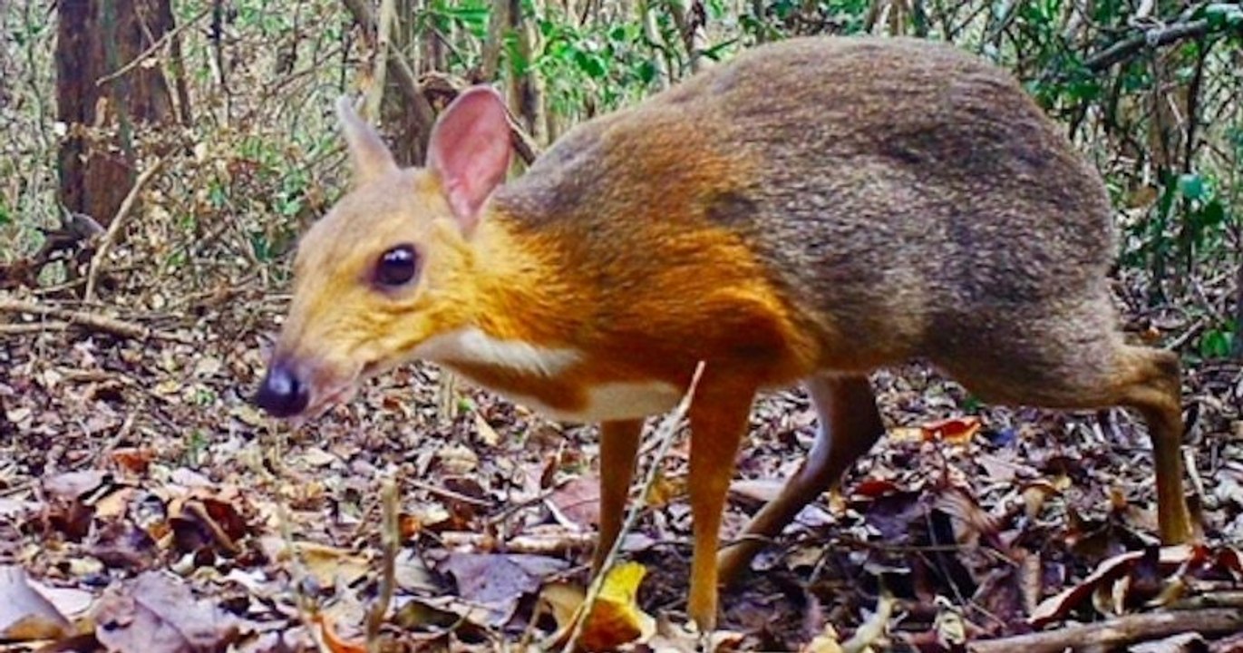 Pour la première fois depuis 30 ans, une « souris-cerf » a été aperçue à l'état sauvage au Vietnam