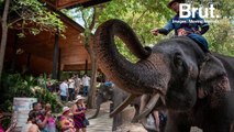 Enchaînés, affamés, frappés… en Thaïlande, des éléphants continuent d'être maltraités