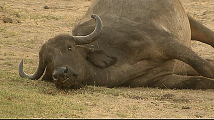 Zimbabwe drought: Hundreds of animals die in National park