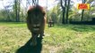 Best of ANIMALS vs DRONES Compilation Including Tigers Lions Eagles Dogs Cats - Funny Animals Clip
