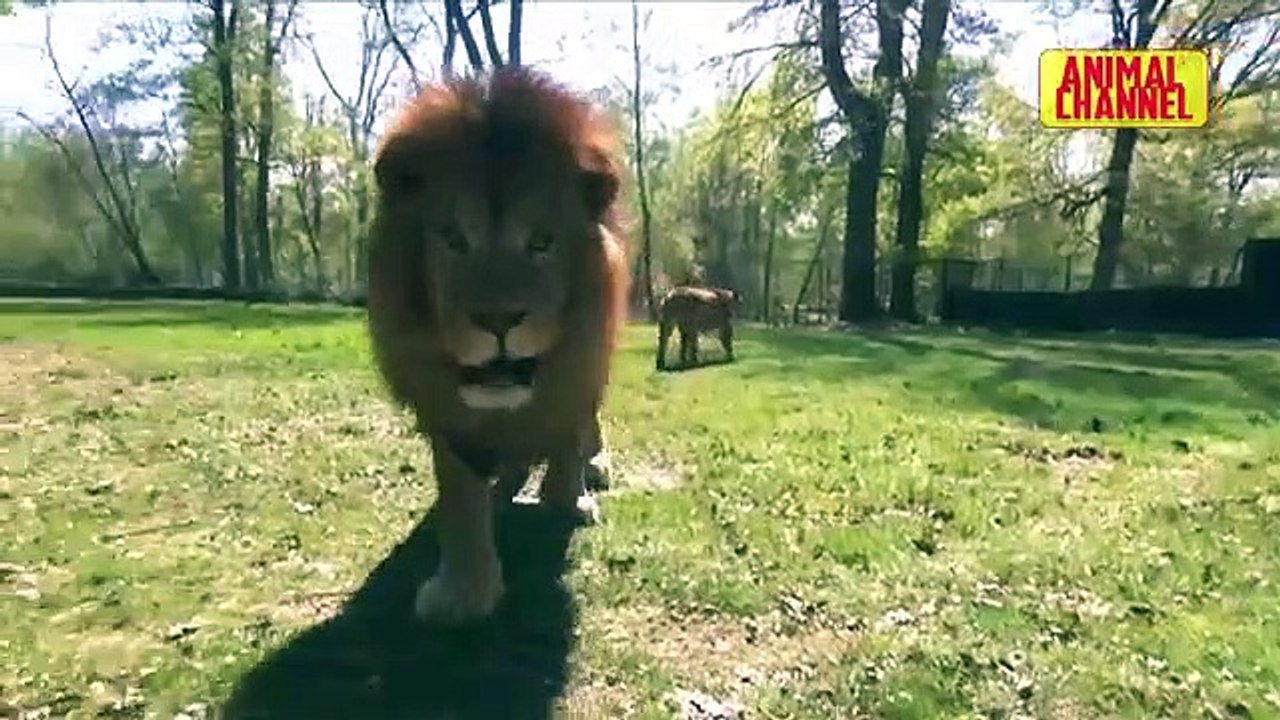 Best of ANIMALS vs DRONES Compilation Including Tigers Lions Eagles Dogs Cats - Funny Animals Clip