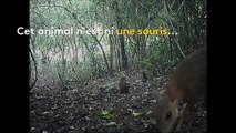 Vietnam : un cerf-souris sauvage observé pour la première fois depuis plus de vingt-cinq ans