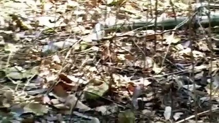 Best of King Cobra save Chicken from Lizard   Snake Python vs Lizard   Aniamals Save Another Animals