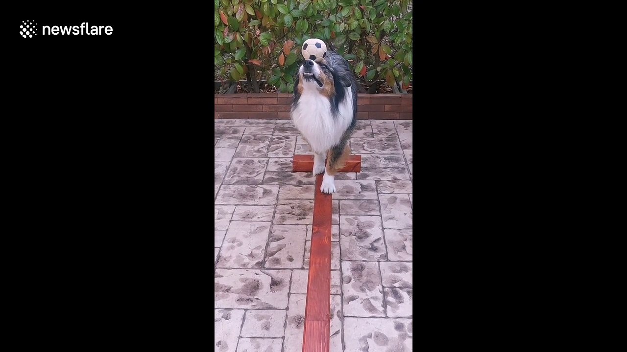 Rush the talented dog is back! This time he’s balancing a ball on his nose while walking the plank