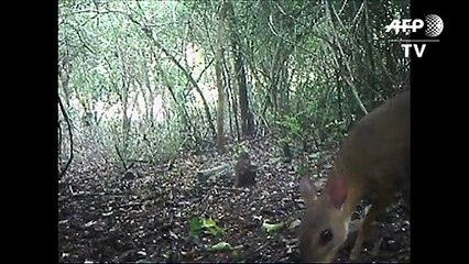 Vietnam deer rediscovered after nearly 30 years