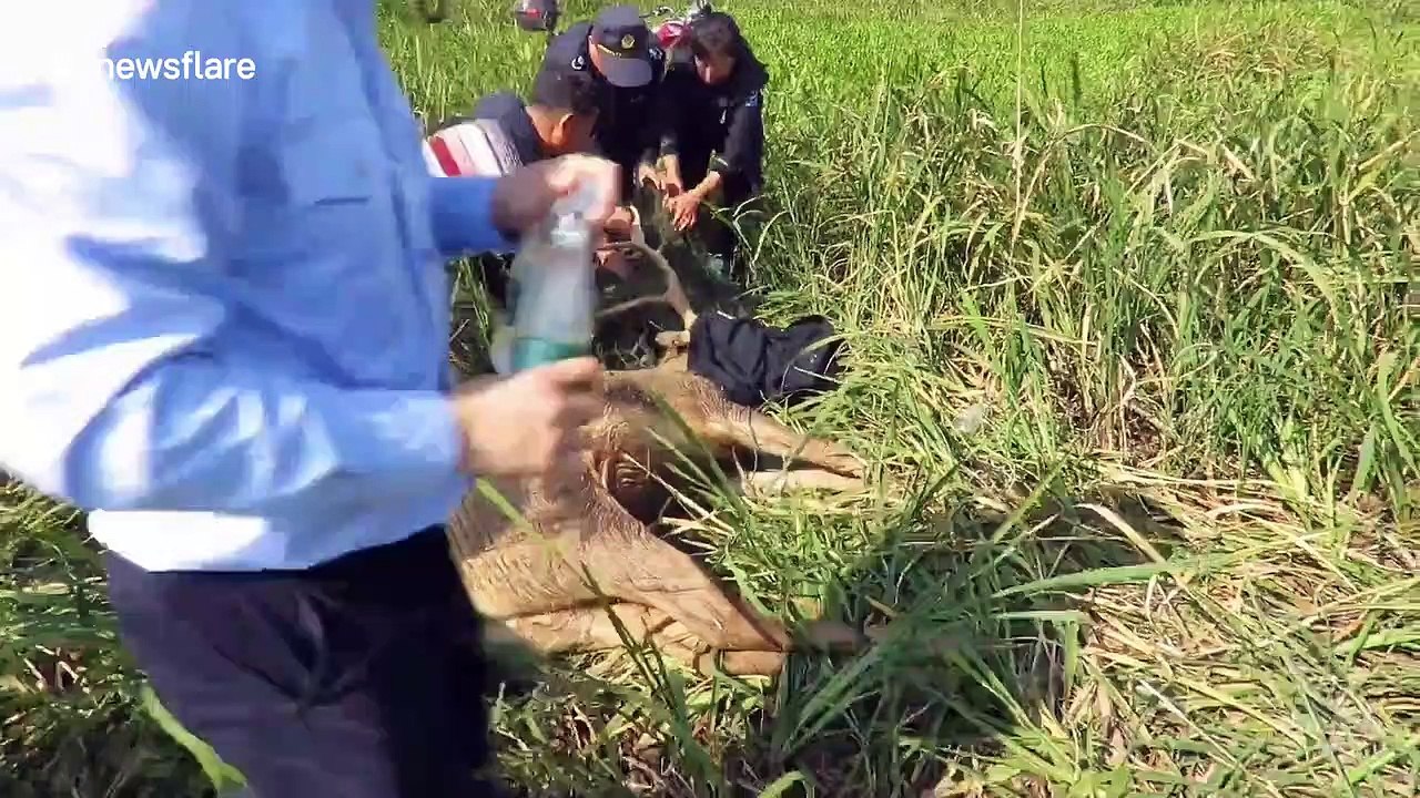 Nature reserve workers in China free elk from 15kg fishing net