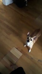 Le chien n'a pas l'air d'aimer la neige