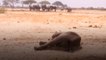 Zimbabwe prepares for animal mass migration after more than 100 elephants die in drought