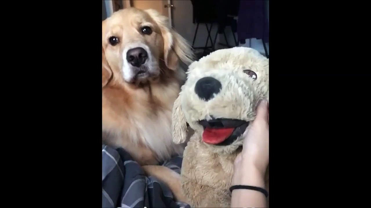Hilarant : quand ton chien est jaloux d'une peluche