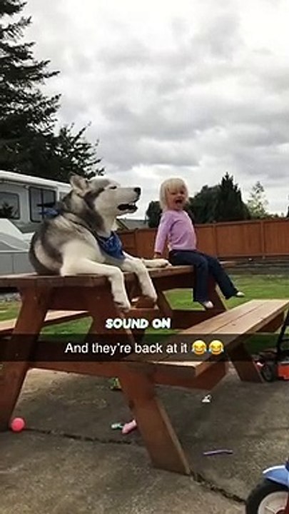 Un husky imite une fillette... adorable