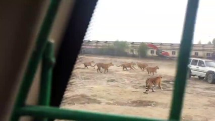 Quand sonne l'heure du repas pour des dizaines de tigres...