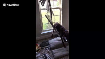 Curious shenanigans with dog stuck in a window blind