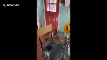 Silly cat falls off a coffee sack hanging on the wall