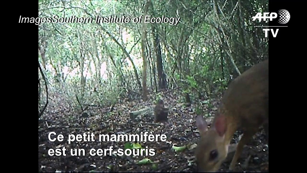 Un cerf souris, espèce que l'on croyait quasi disparue redécouverte au Vietnam