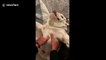 Hilarious dog loves belly rubs