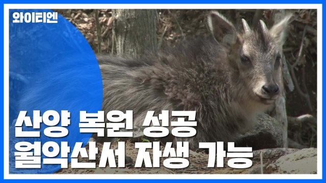 '살아있는 화석' 산양 복원 1단계 성공 / YTN