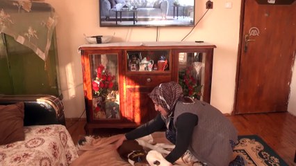 Hayvancılık yapan Fatma Öncel prematüre buzağıya evinde bakıyor - ANTALYA