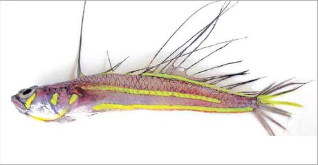 New signal fish discovered from Kerala coast | Oneindia Malayalam