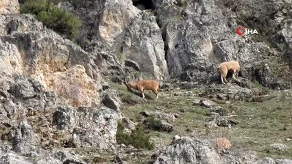 Usulsüz avlanılan hayvanların etleri imha edildi