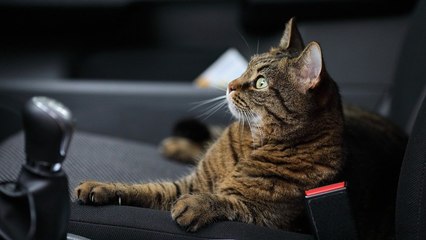 Vídeo viral: Olvida cerrar la ventanilla de su coche, lo encuentra ocupado por gatos y se desata el caos absoluto