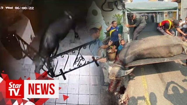 Buffalo shot dead after causing commotion at Jonker Walk