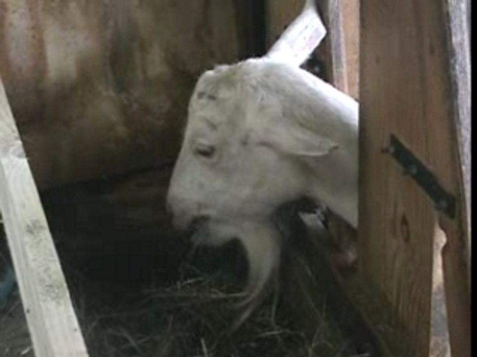 Chevre