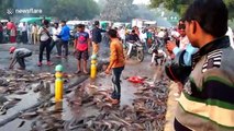 Live fish strewn across Indian road after transport truck topples over